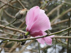 Magnolia sprengeri var. Diva