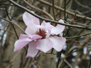 Magnolia sprengeri var. Diva