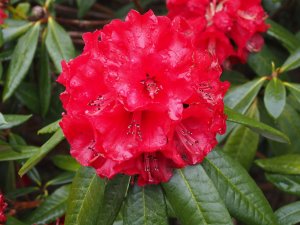 Rhododendron ‘Choremia’