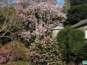 Magnolia ‘Caerhays Belle’ and Camellia x williamsii ‘Donation’