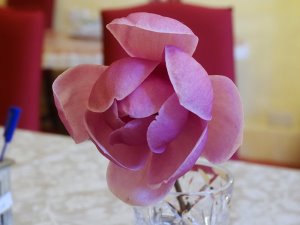 a ‘new’ magnolia