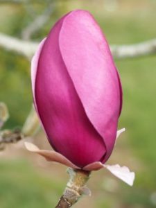Magnolia ‘Aphrodite’