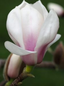 Magnolia sprengeri ‘Daisy Diva’