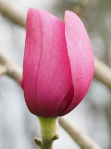 Magnolia dawsoniana ‘Chindit’