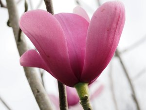 Magnolia dawsoniana ‘Chindit’