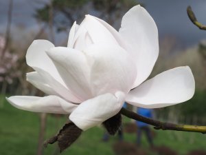 Magnolia ‘Sir Harold Hillier’