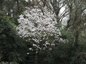 Magnolia campbellii var. alba seedling