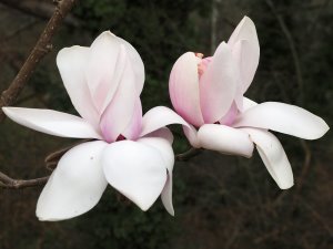 Magnolia ‘Chyverton Red’