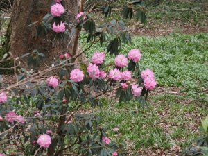 Rhododendron arboreum subsp. cinnamomeum ‘Tony Schilling’