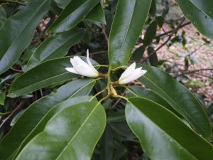 Magnolia (Michelia) macclureii