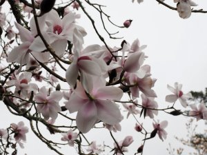 Magnolia mollicomata x Magnolia sargentiana robusta seedling