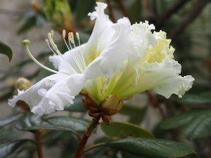 Rhododendron veitchianum