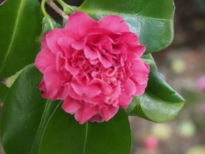 Camellia japonica ‘Senator Fletcher’