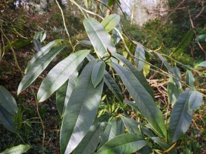 Magnolia foveolata