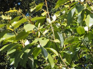 Magnolia maudii