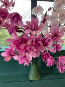 Magnolia Caerhays Surprise