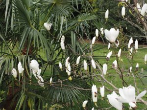 Magnolia ‘Tina Durio’ and Trachycarpus fortunei