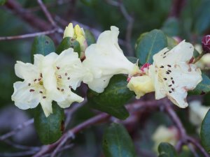 Rhododendron sulfureum