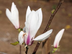 Magnolia ‘Spring Peppermint’