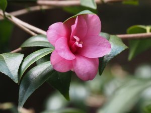 Camellia ‘Gay Baby’