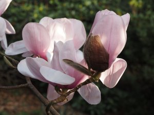 Magnolia ‘Chyverton Pegasus’