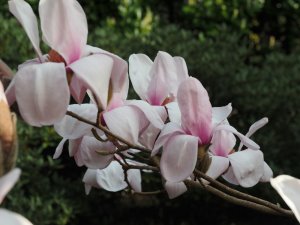 Magnolia ‘Chyverton Pegasus’