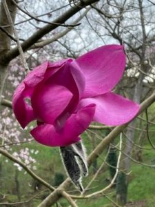 Magnolia ‘Leonora’