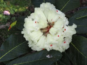 Rhododendron macabeanum seedling