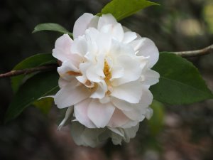 Camellia lutchuensis hybrid