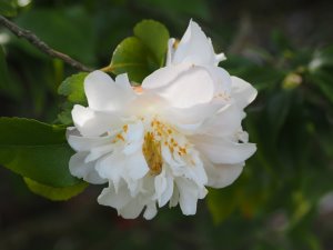Camellia lutchuensis hybrid