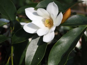 Magnolia ‘Fairy White’
