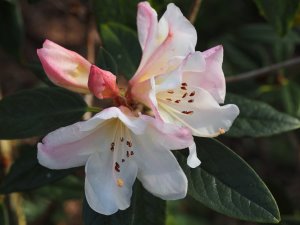 Rhododendron ‘Else Frye’