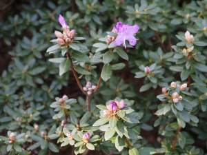 Rhododendron impeditum ‘JC Williams’