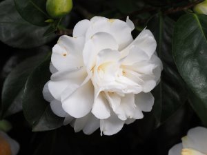 Camellia japonica ‘Dear Jenny’