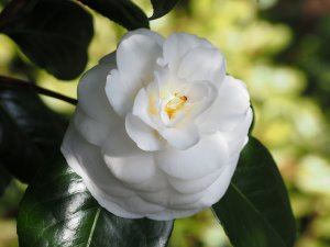 Camellia japonica ‘Mathotiana Alba’