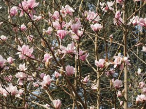 Magnolia denudata ‘Forrest’s Pink’