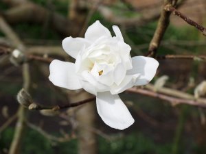 Magnolia loebneri ‘Mag’s Pirouette’