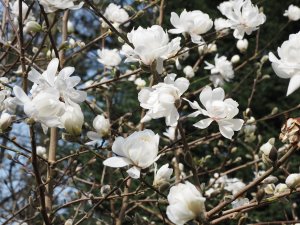 Magnolia loebneri ‘Mag’s Pirouette’