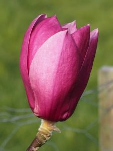 Magnolia ‘Black Tulip’ x ‘Serene’