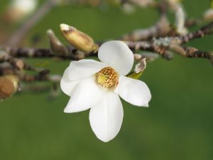 Magnolia kobus ‘White Elegance’
