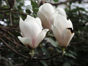 Magnolia ‘Sayonara’