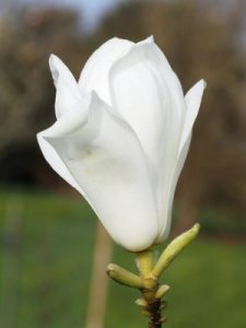 wrongly labelled as Magnolia ‘Blue Diamond’