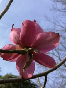 Magnolia campbellii ‘John Gallagher’