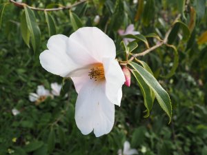 Camellia glabsipetala
