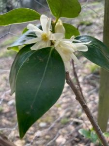 Illicium philippinense