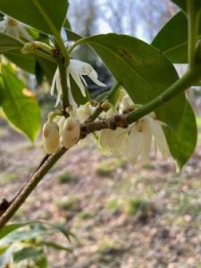 Illicium philippinense