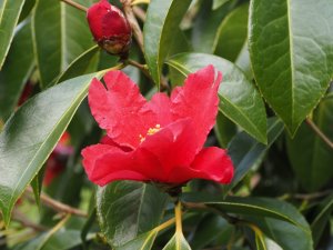 Camellia japonica species