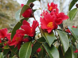 Camellia japonica species
