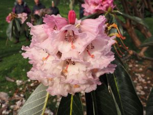 Rhododendron protistum