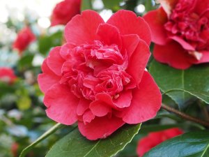 Camellia japonica ‘Kramers Supreme’